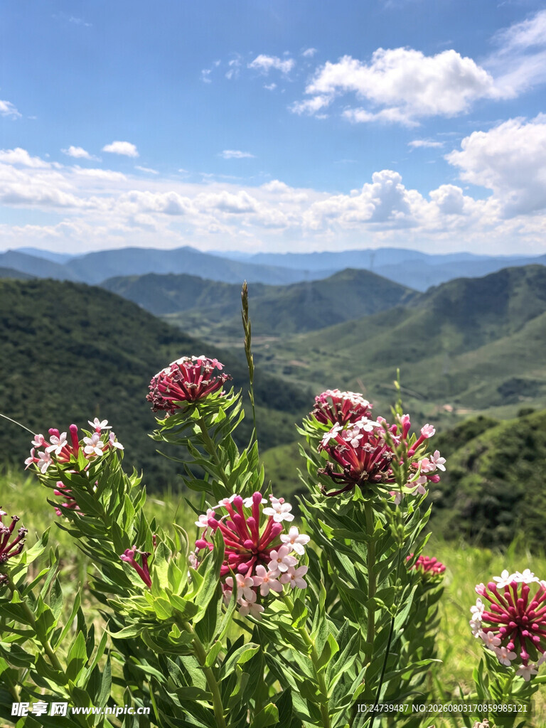 蔚县草原