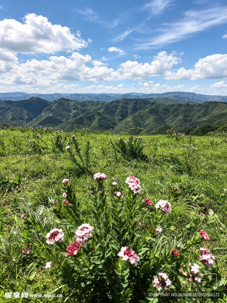 蔚县草原
