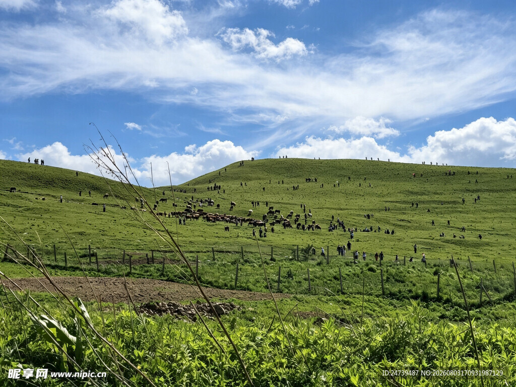 翠绿山坡与蓝天白云美景