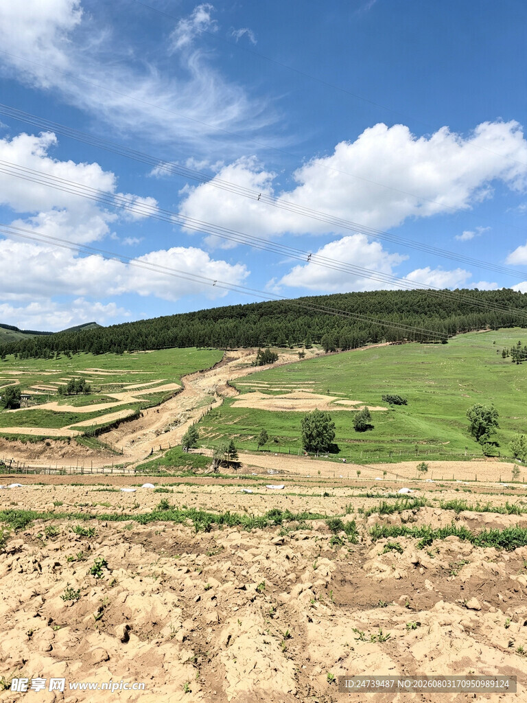 田野