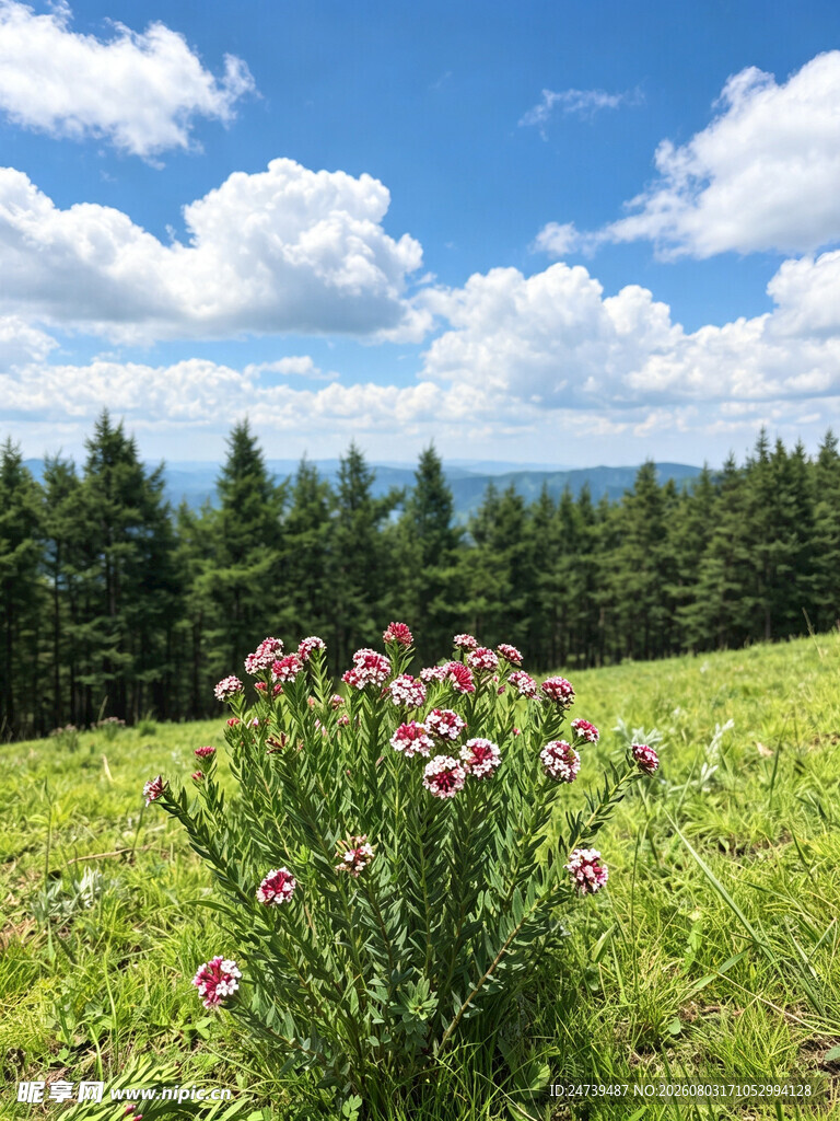 山间花草与葱郁树林美景