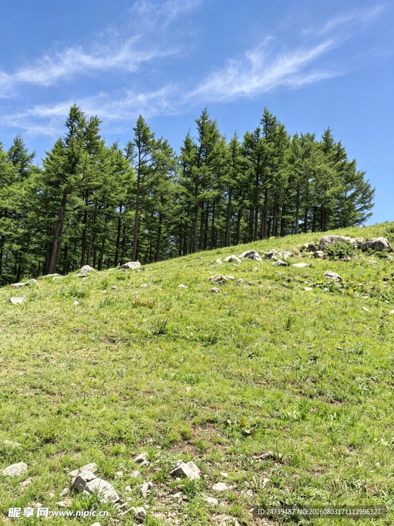 山坡绿意盎然的自然景致