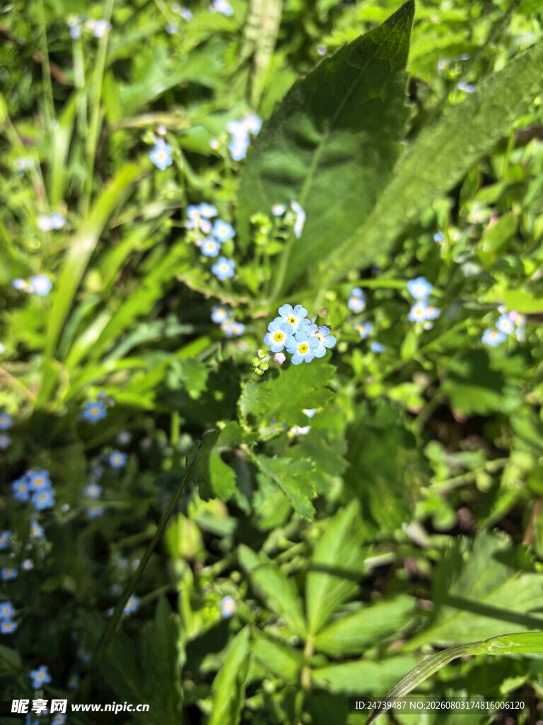 绿叶间的蓝色小花