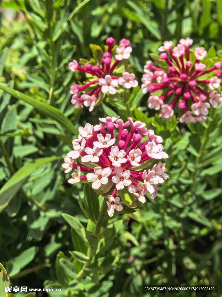狼毒花绽放绿意间