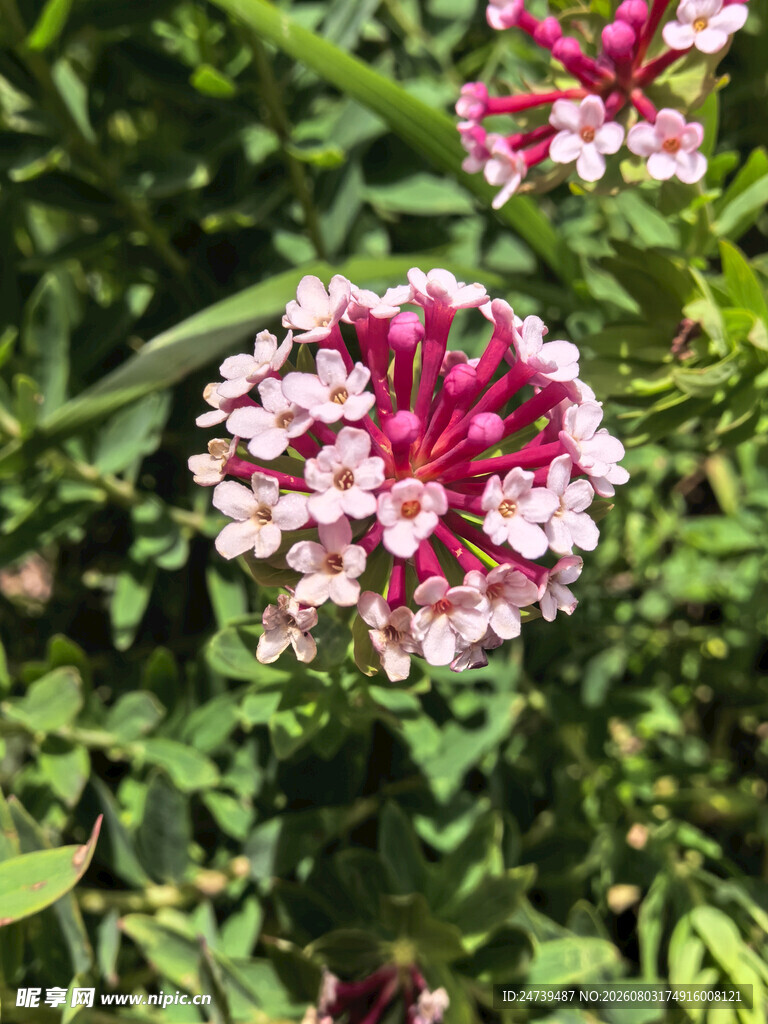 狼毒花