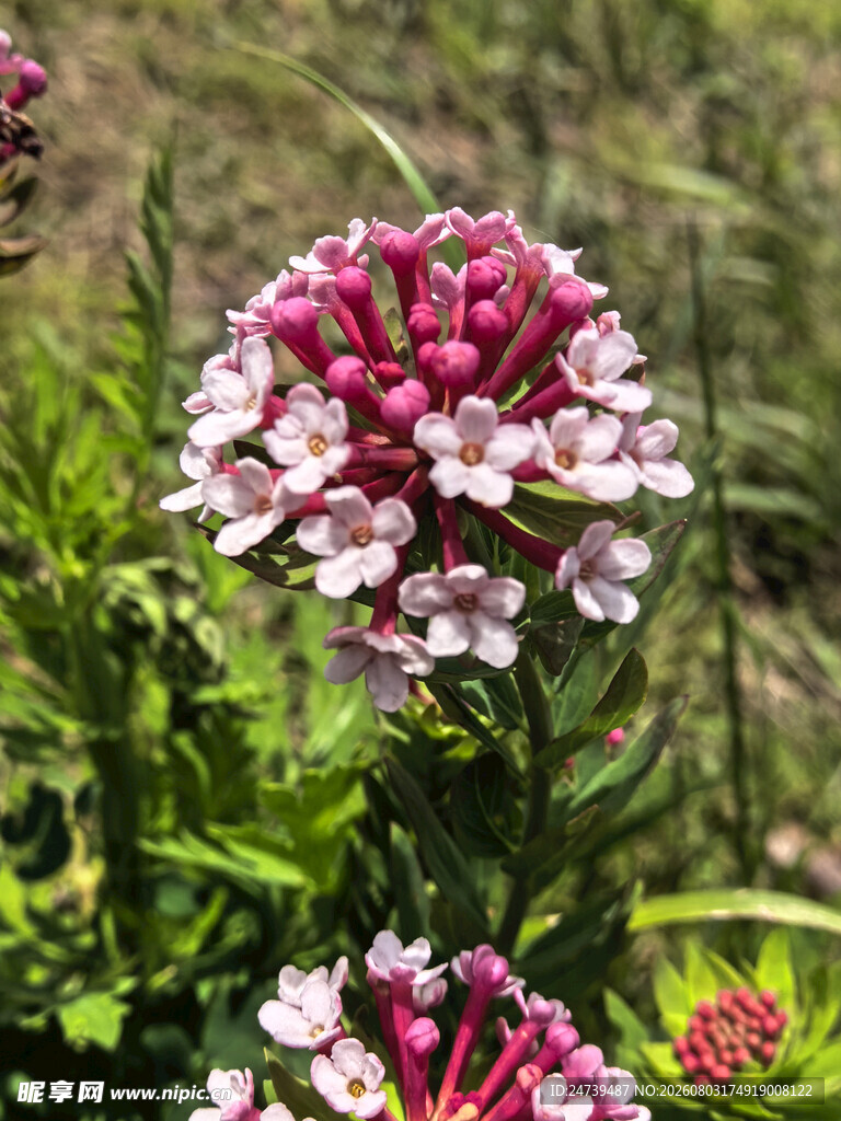 狼毒花