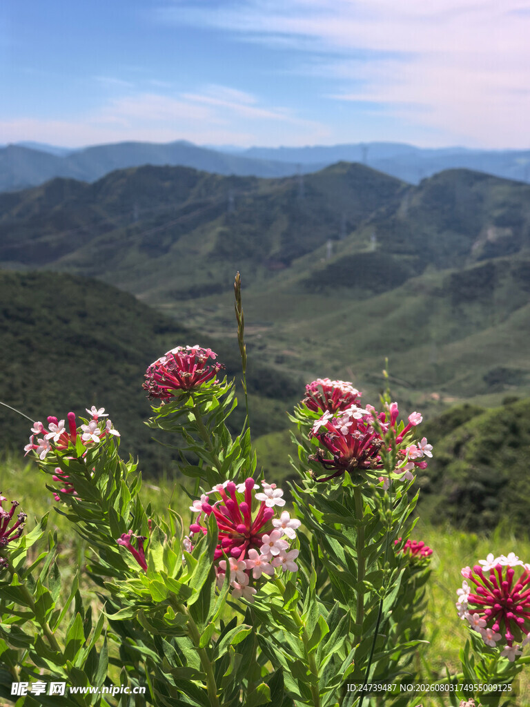 山间绽放的娇艳野花