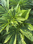 大麻植株特写