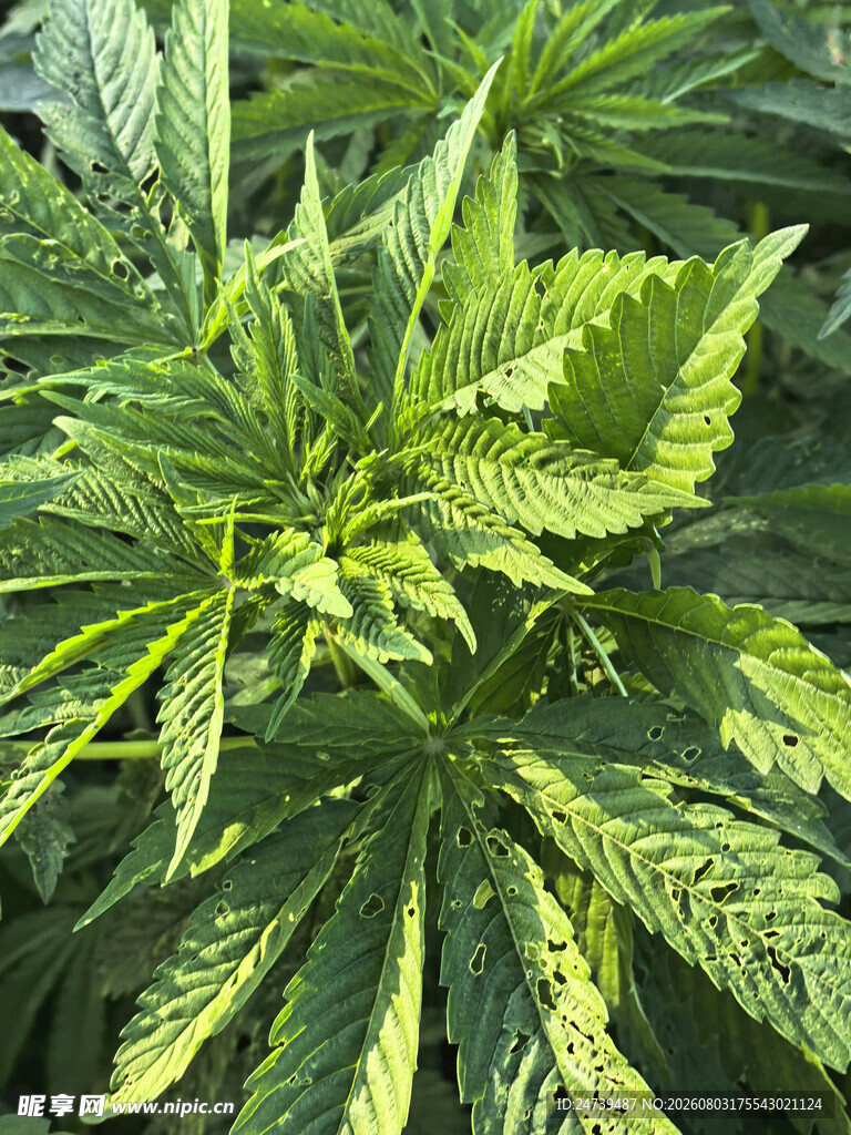 大麻植株特写