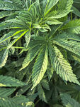 大麻植株特写