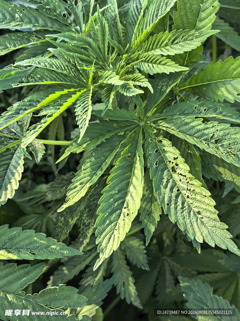 大麻植株特写
