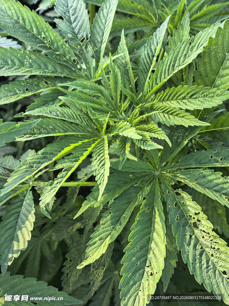大麻植株特写