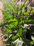 茂盛的绿色植株