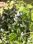 绿叶间的蓝白色小花