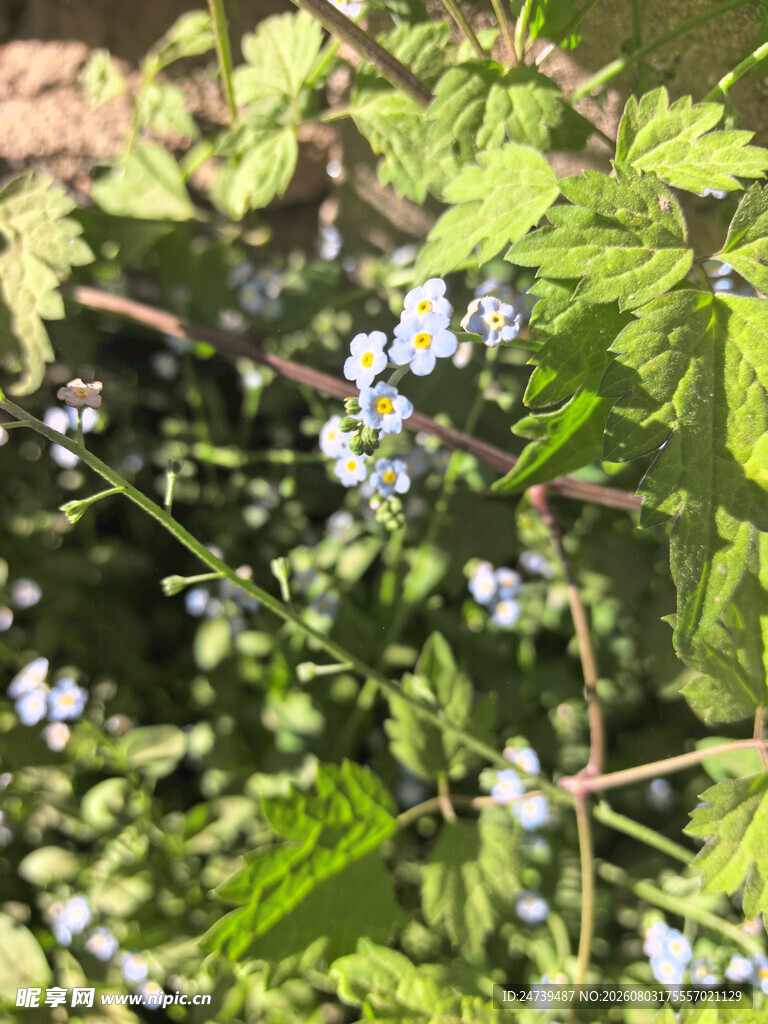 绿叶间的蓝白色小花