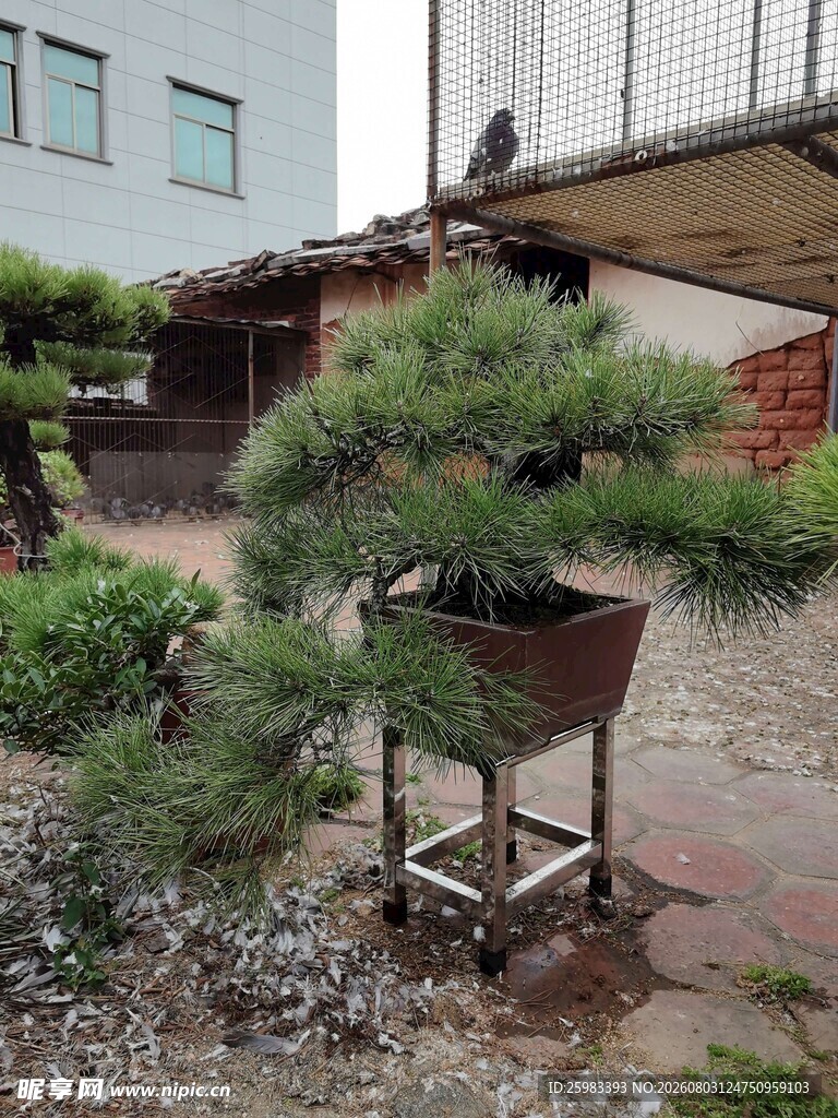 盆景