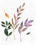 植物插画