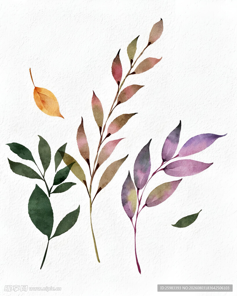 植物插画