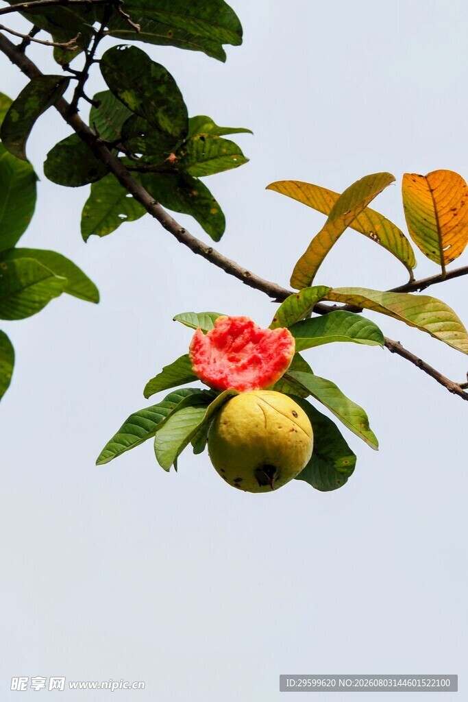 枝头娇艳石榴花与果实