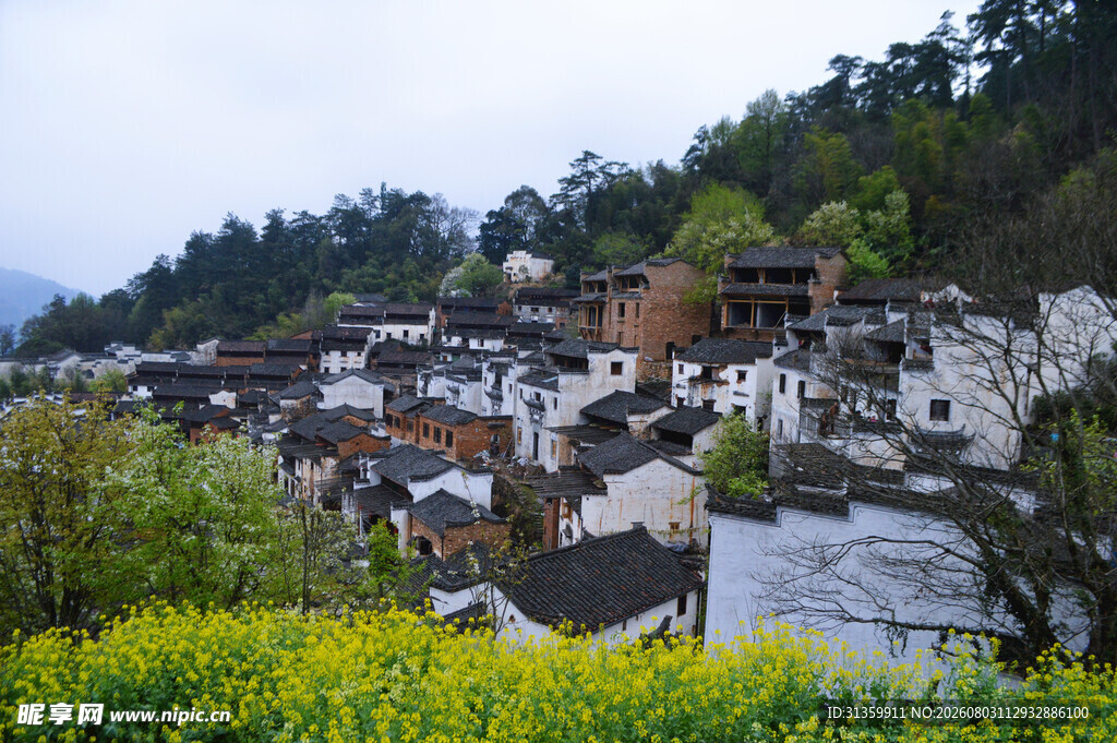 山村春色油菜花海伴民居