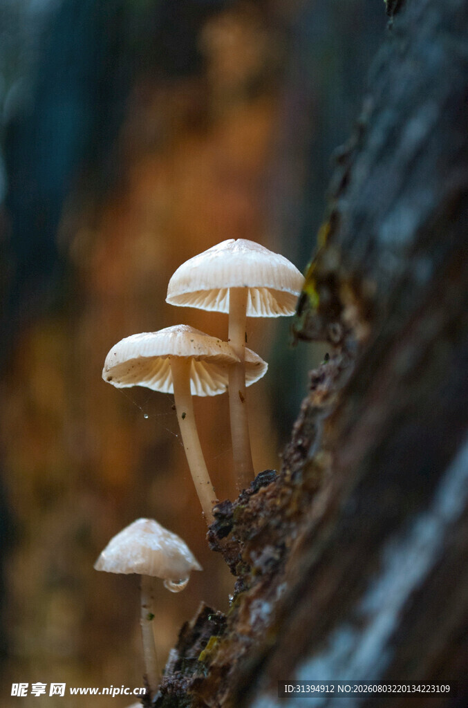 树干上生长的蘑菇