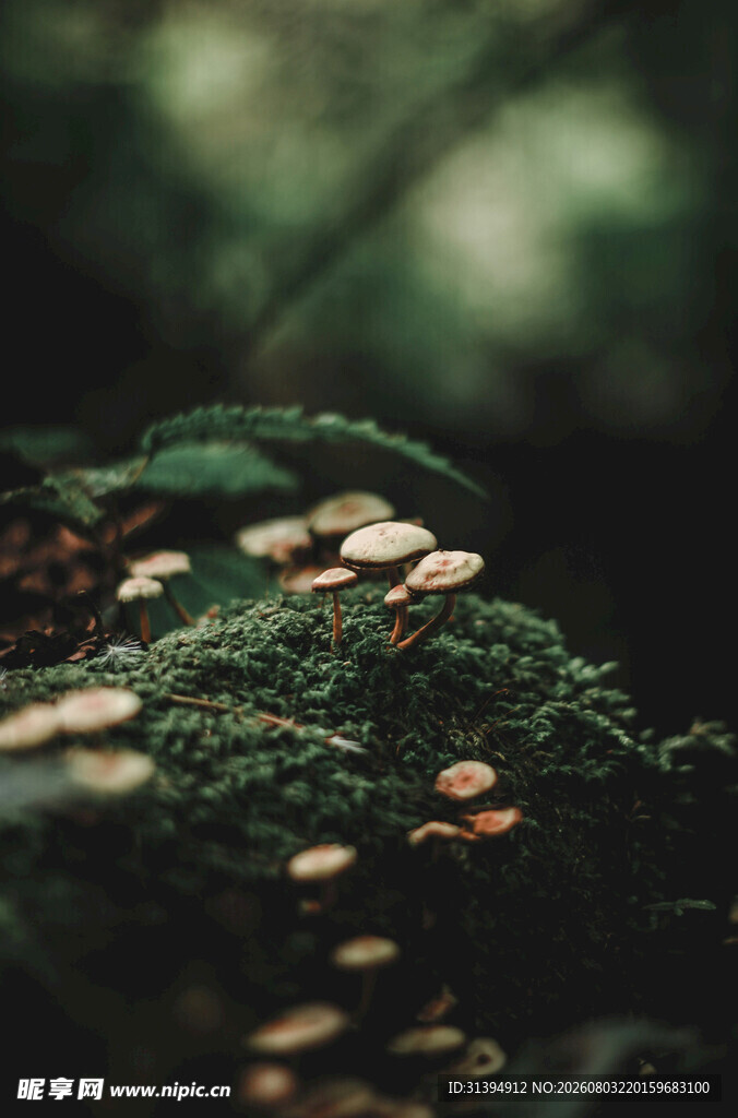 青苔上的蘑菇微观景致