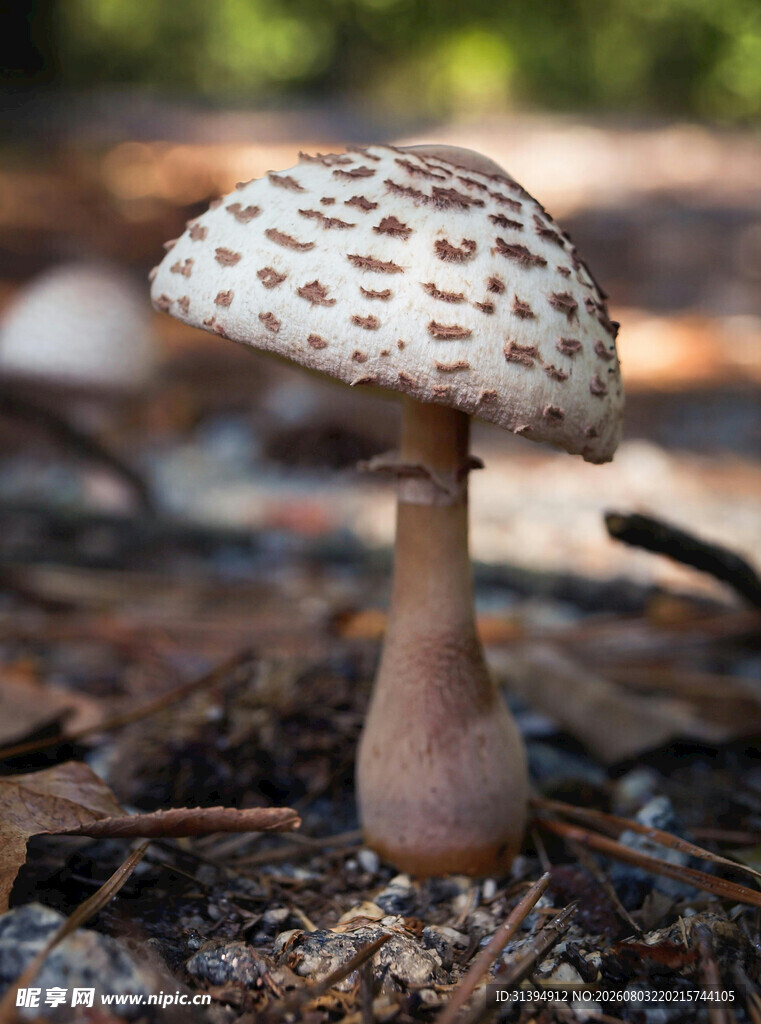 野外生长的斑点蘑菇
