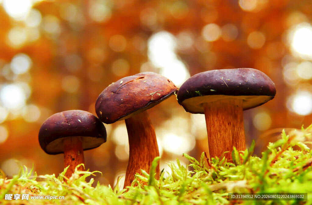 秋日草丛中的三枚蘑菇