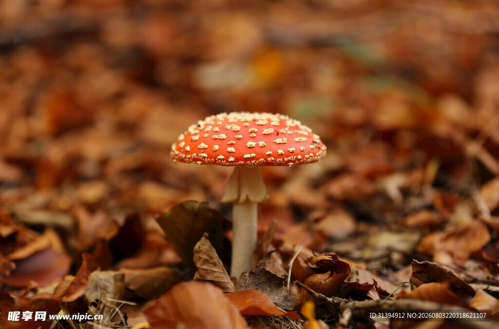 落叶中的红色斑点蘑菇