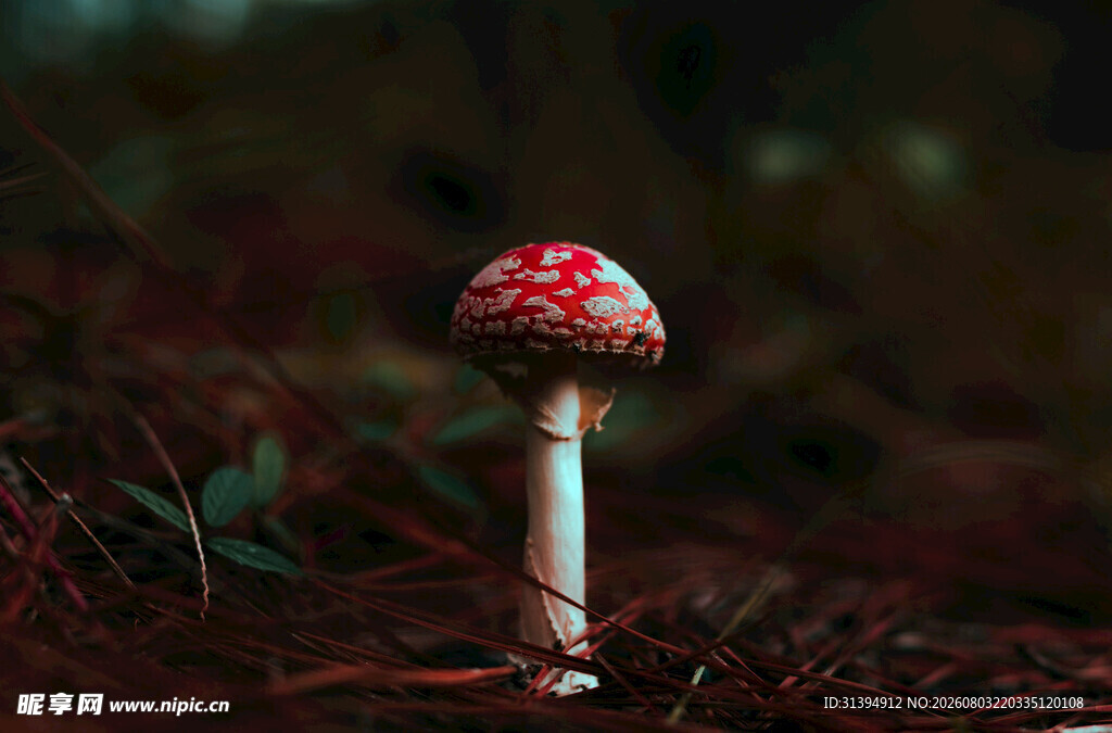 森林中的红伞状毒蘑菇
