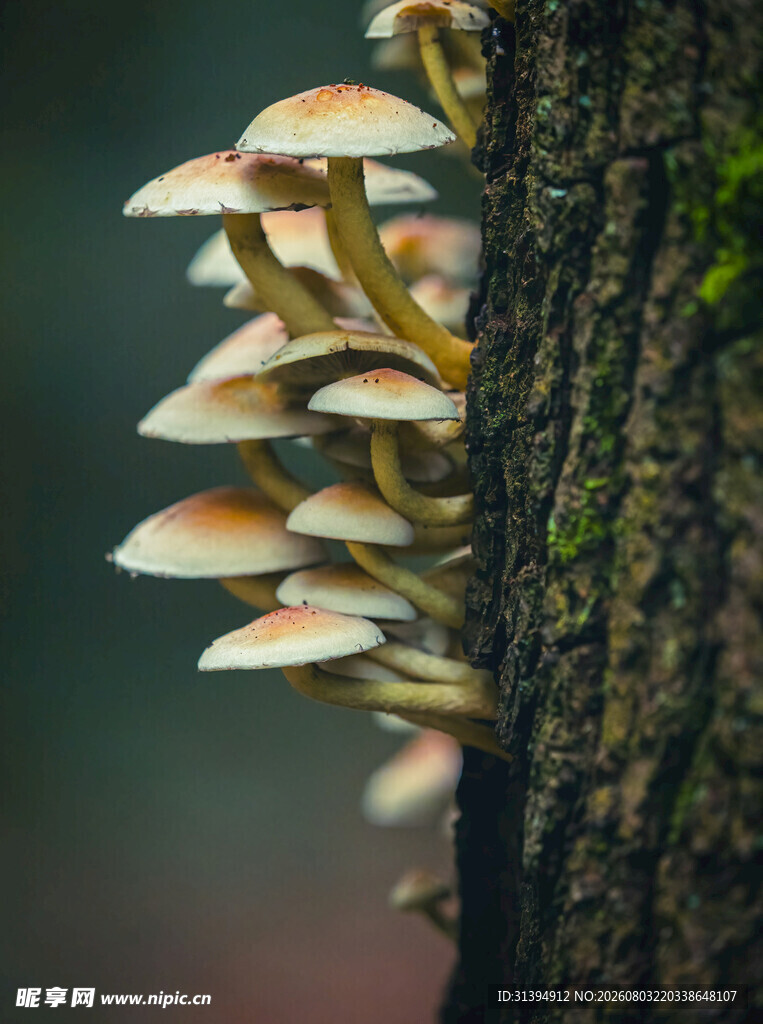 树干上生长的簇簇蘑菇
