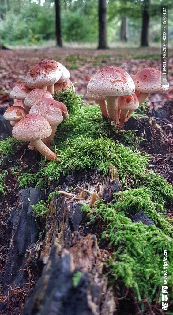 森林中长在苔藓上的蘑菇