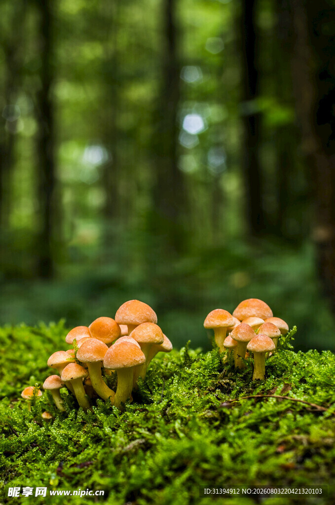 森林中生长的橙色蘑菇