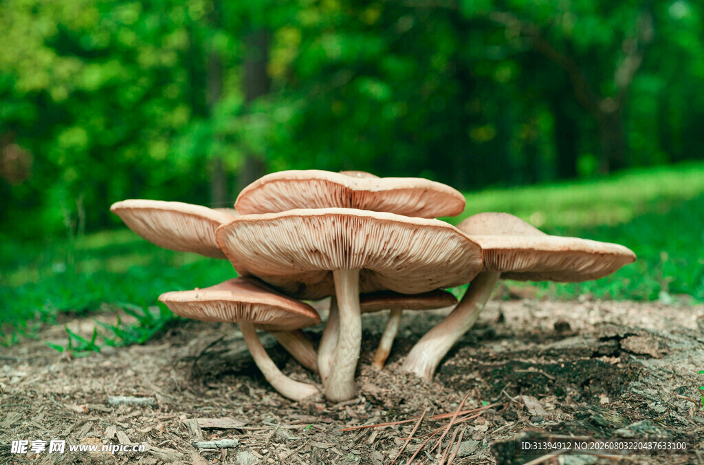 森林中生长的簇状蘑菇