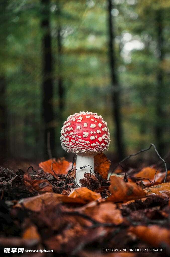 森林中艳丽的红蘑菇