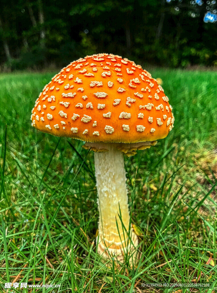 草地上的橙红色斑点蘑菇