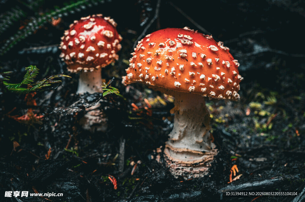 鲜艳红蘑菇生长于林地