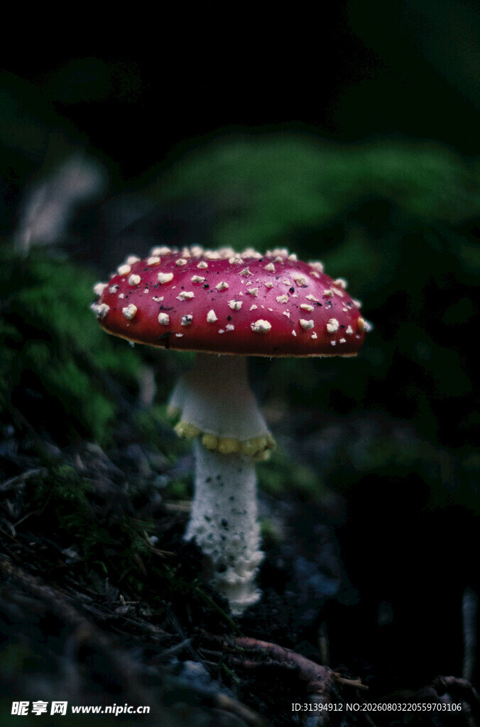 森林中的红色斑点蘑菇