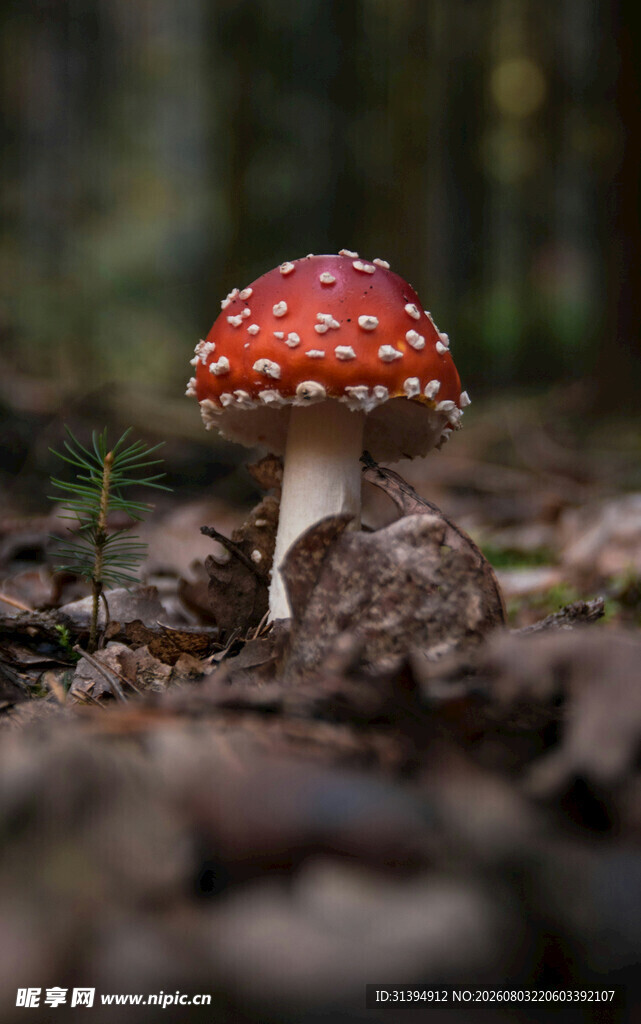 森林中的红蘑菇