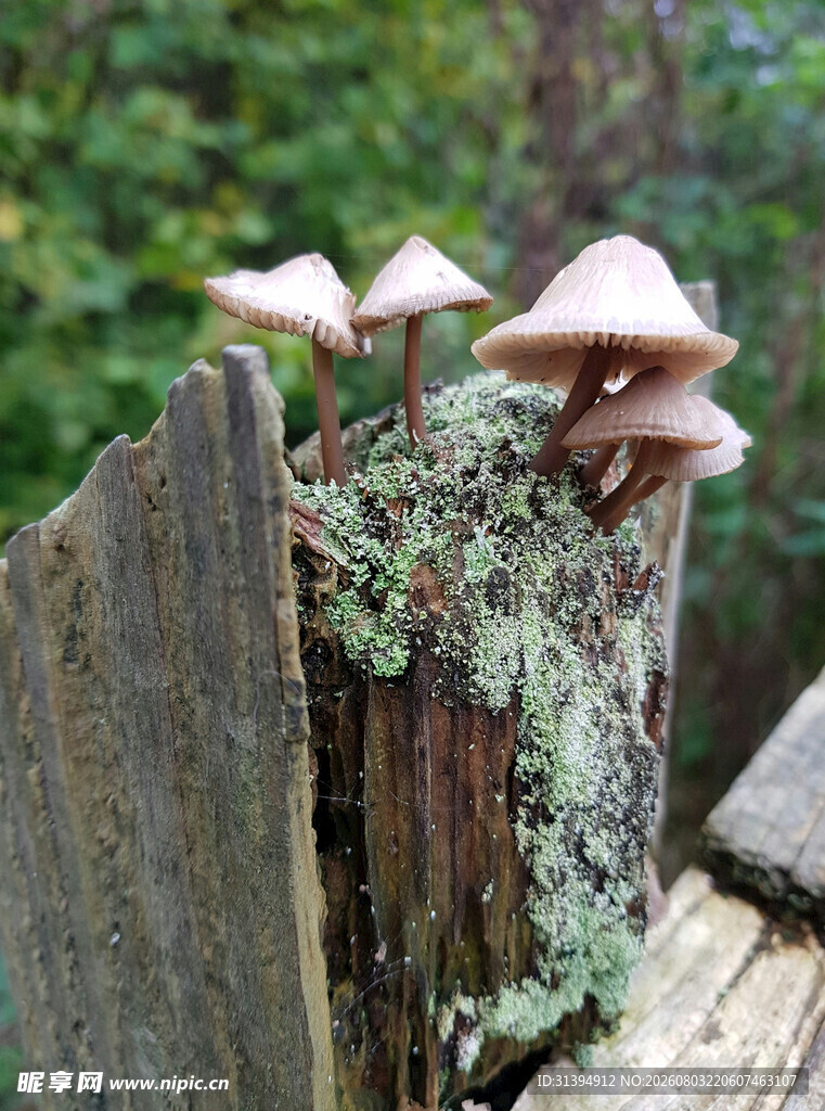 树桩上生长的蘑菇