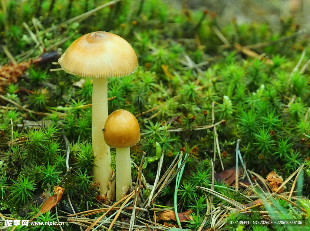 草地上的两株小蘑菇