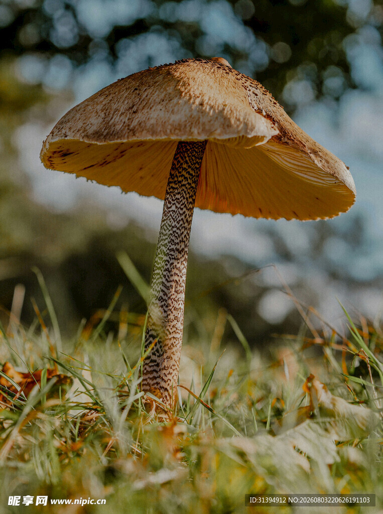 草地上的棕色蘑菇