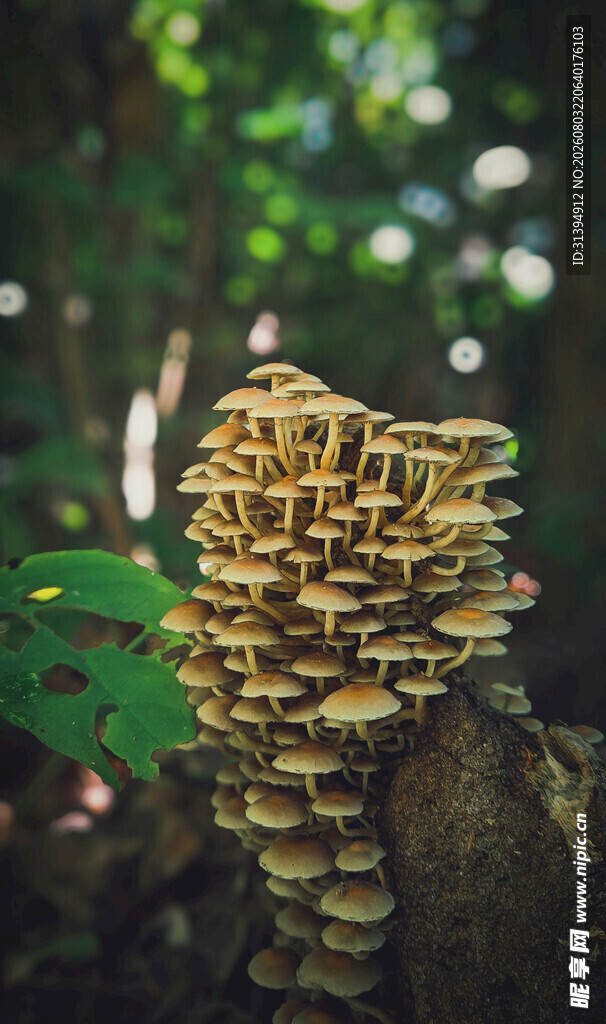 树干上的簇生蘑菇