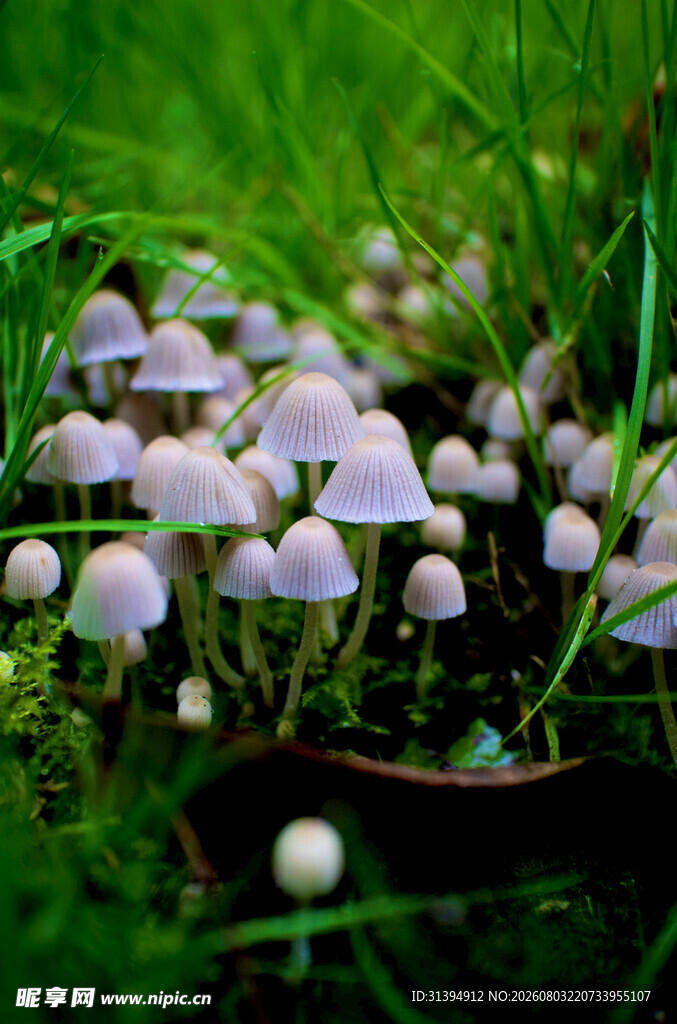 草丛中的紫色小蘑菇