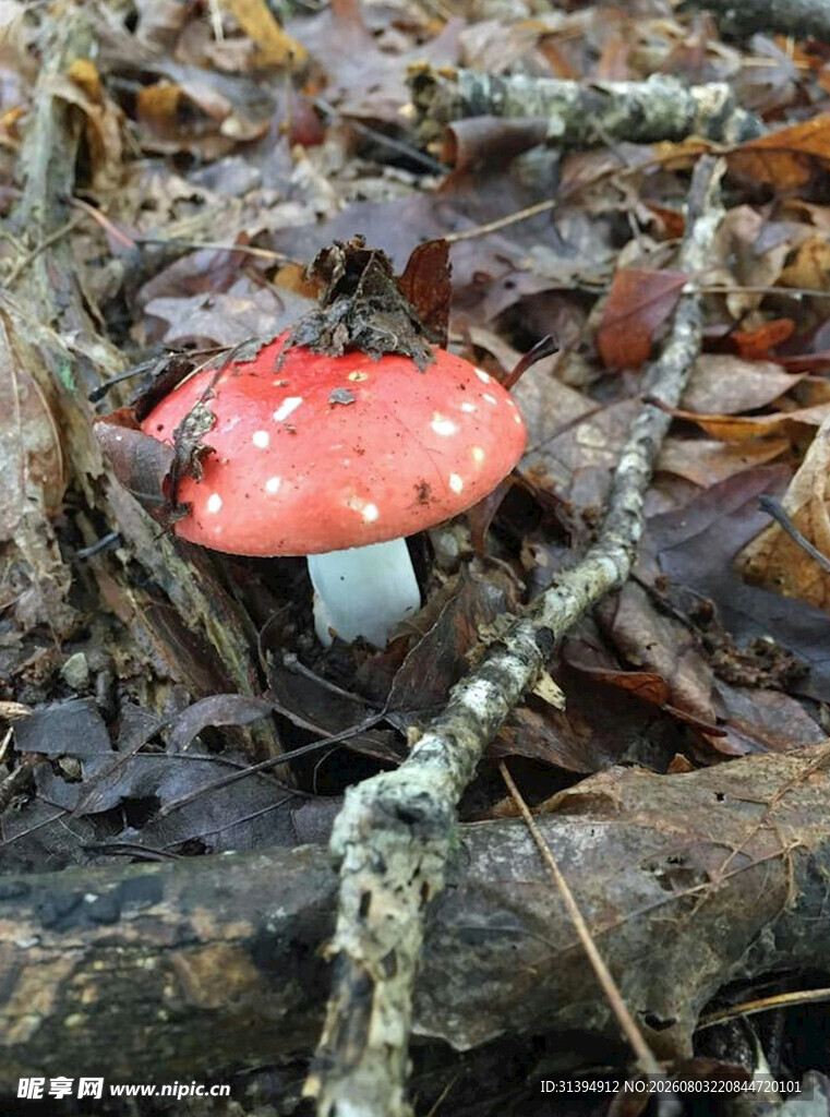 森林中鲜艳的红蘑菇