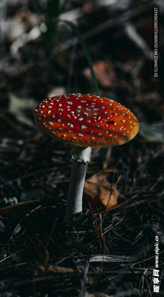 鲜艳红菇生长于林地间