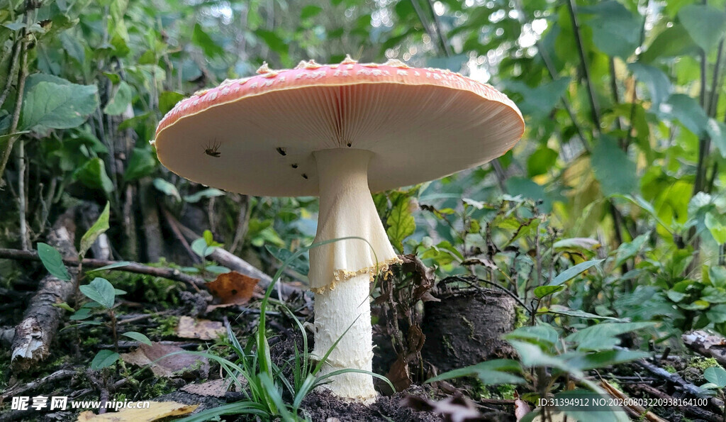 森林中的鲜艳蘑菇