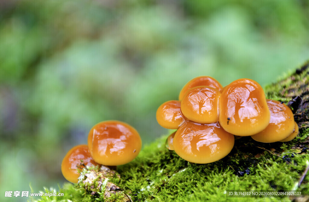 苔藓上的橙色蘑菇
