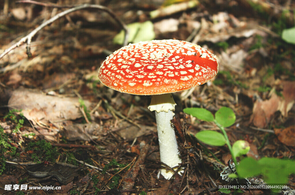 森林中的红色斑点蘑菇
