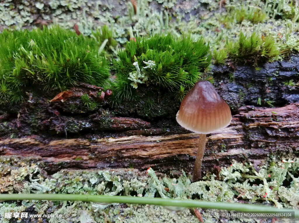 林间小蘑菇自然之精灵